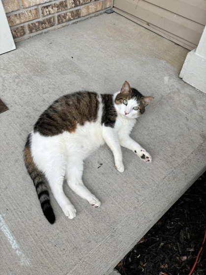Have You Seen Frankie? Cat