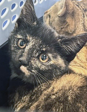 Learn More About Carly