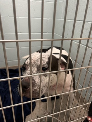 ANGUS - Pit Bull Terrier / Mix available for adoption