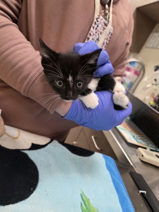 ADDY CADDABBY - Domestic Shorthair / Mix available for adoption