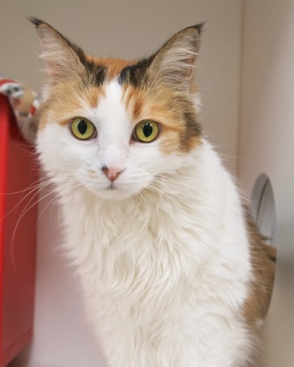 Learn More About Sophie Photo of Sophie