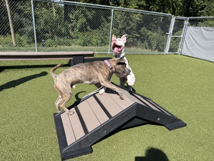 View Sir Benny the Dog Photo #1