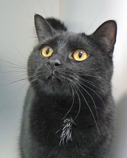 Learn More About Toothless (bonded To Wildfire) (in Foster)