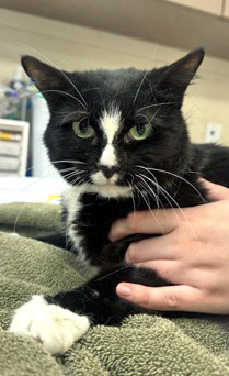 View Pepper Marie (bonded To Cali Cat) the Cat Photo #2