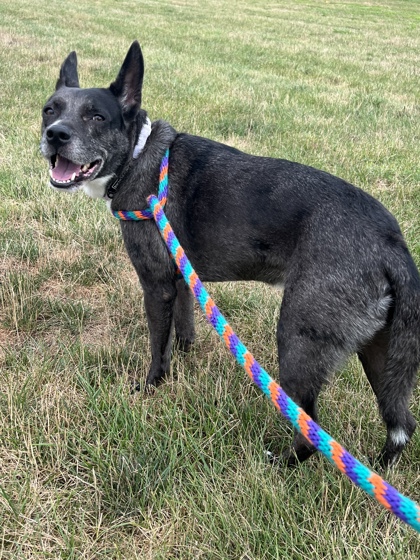 View Rizzo (In Foster) the Dog Photo #1