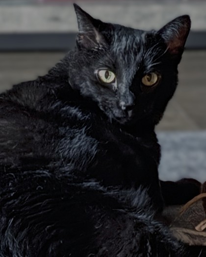 View Sparky (in Foster) the Cat Photo #2