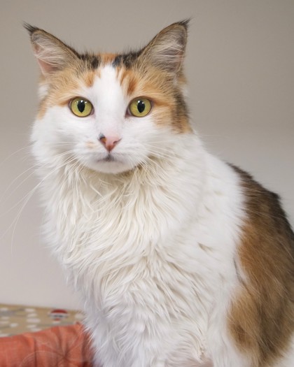 Sophie