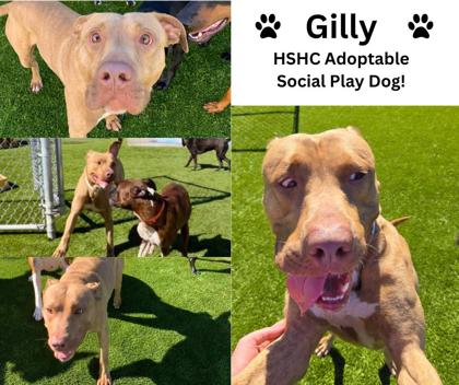 View Gilly (in Foster) the Dog Photo #2