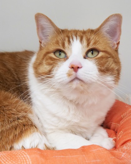 Learn More About Oliver