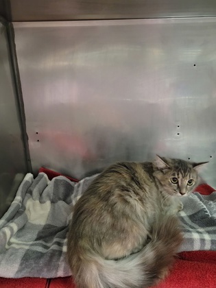 Help Rehome This Cat Cat