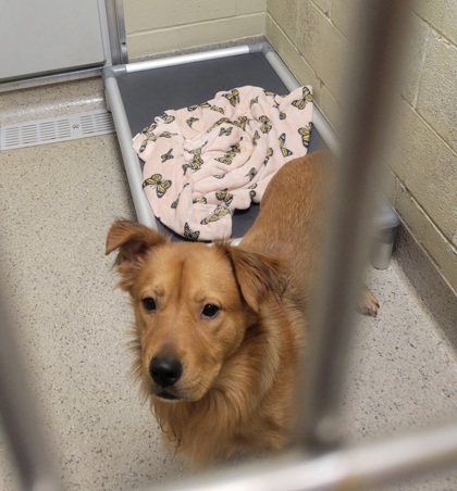 View Queso the Dog Photo #1