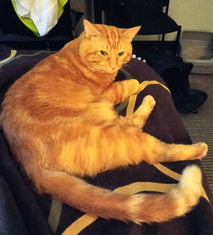 Have You Seen Oliver? Cat