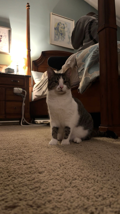 View Bitsy the Cat Photo #2