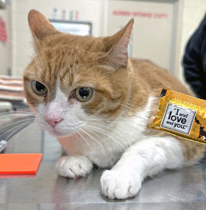 View Thor (Bonded With Charlie Horse) the Cat Photo #1