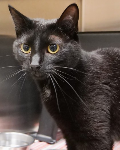 Kali