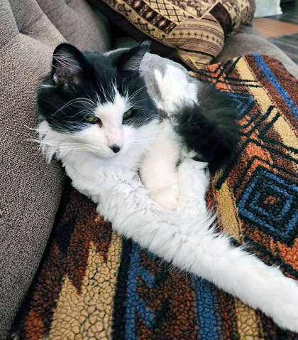 View Snoop (in Foster) the Cat Photo #2