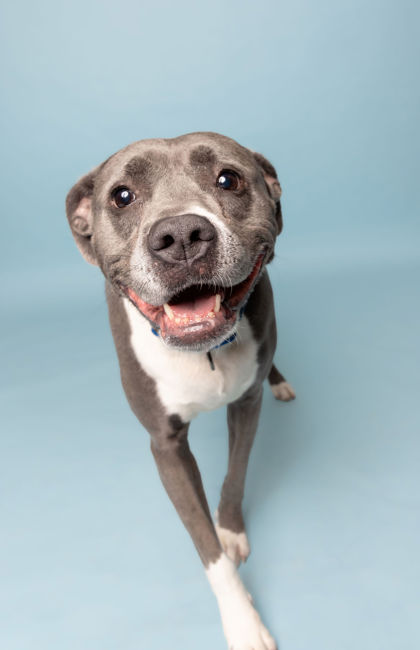 View Stella the Dog Photo #1