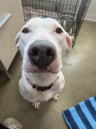 View Strawberry (in Foster) the Dog Photo #1