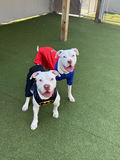 TYSON (BONDED TO BEAR) - American Bulldog / Mix available for adoption