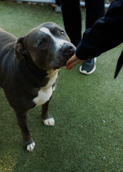 View Chief the Dog Photo #1