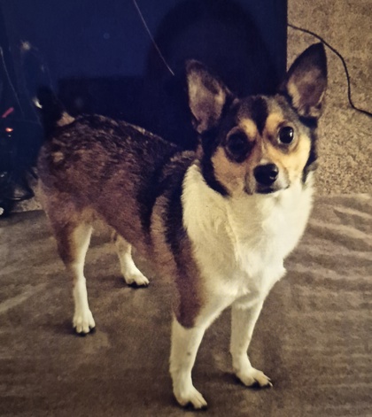 Have You Seen Romeo? Dog
