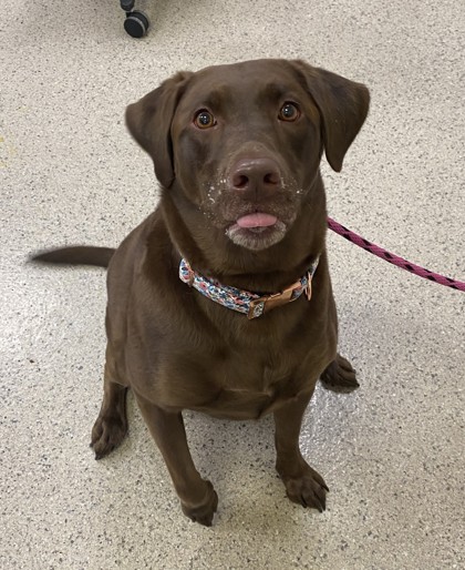 Mocha