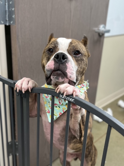 Photo of Pumba