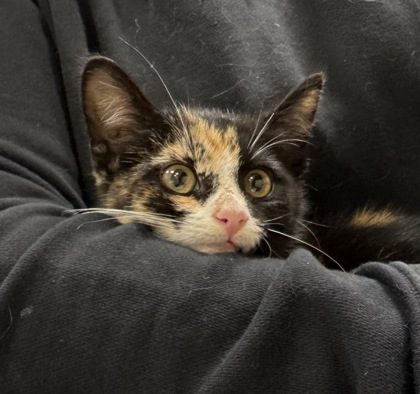 Help Rehome This Cat Cat