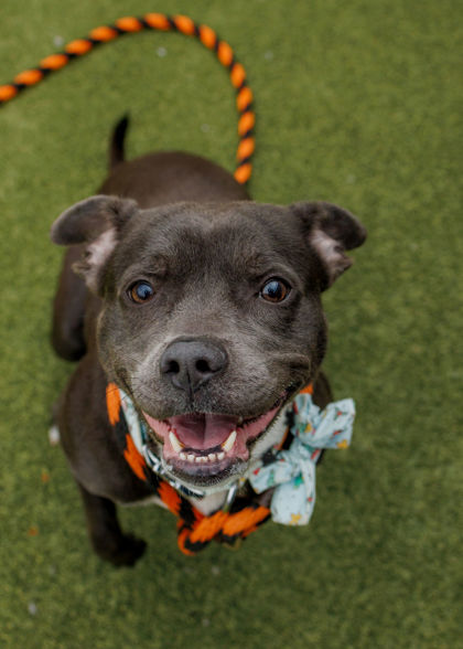 View Brie the Dog Photo #2