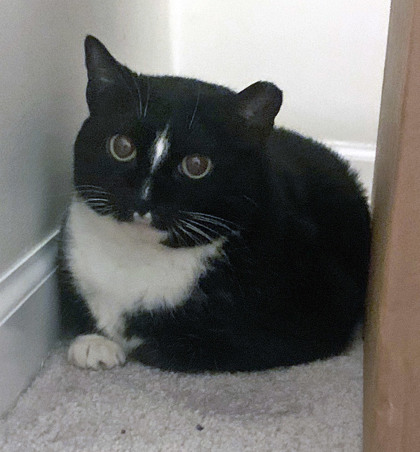 View Ellie Mae (in Foster) the Cat Photo #1