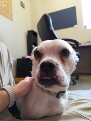 View Bert the Dog Photo #2