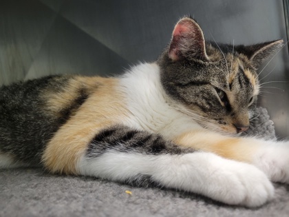 View Rumi (at PetSmart) the Cat Photo #1