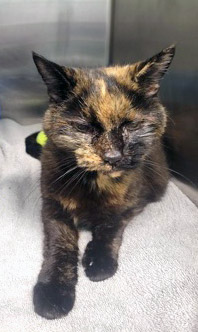 View Baby Buttercup (in Foster) the Cat Photo #2