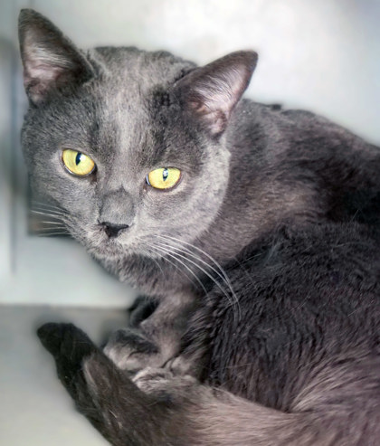 View Leo the Cat Photo #1