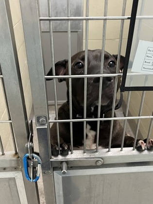 View Titan the Dog Photo #1