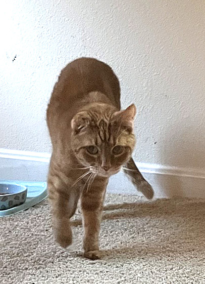 Learn More About Werther's Butterscotch (bonded To Wally) In Foster Photo of Werther's Butterscotch (bonded to Wally) in foster