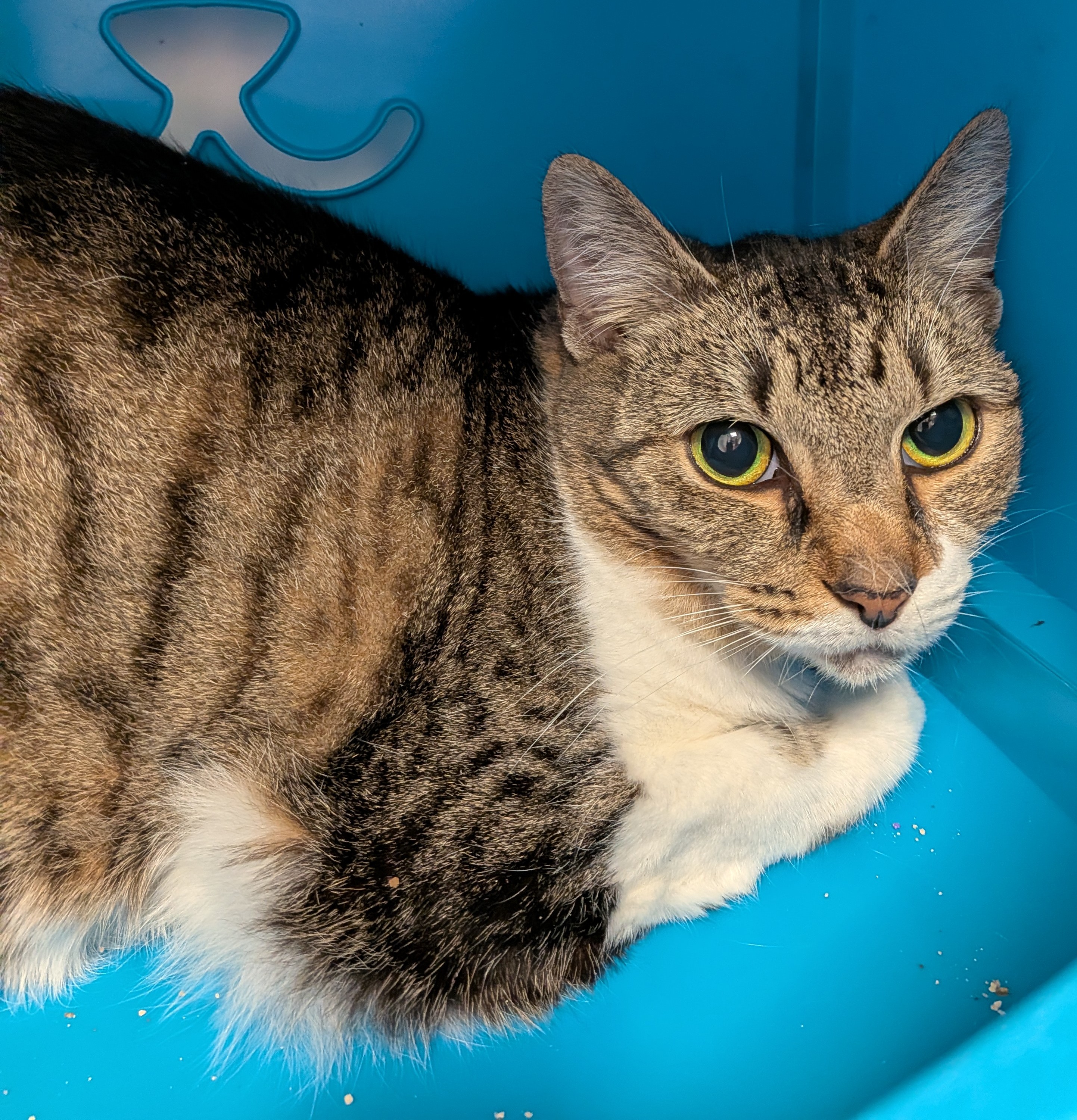 Learn More About Dutchess (at Smitten Kitten) Photo of Dutchess (at Smitten Kitten)