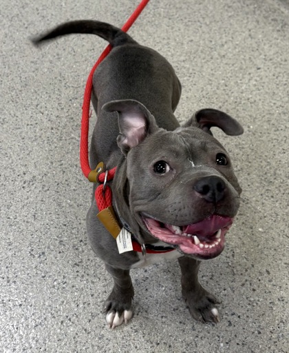 View Polly Pocket the Dog Photo #1