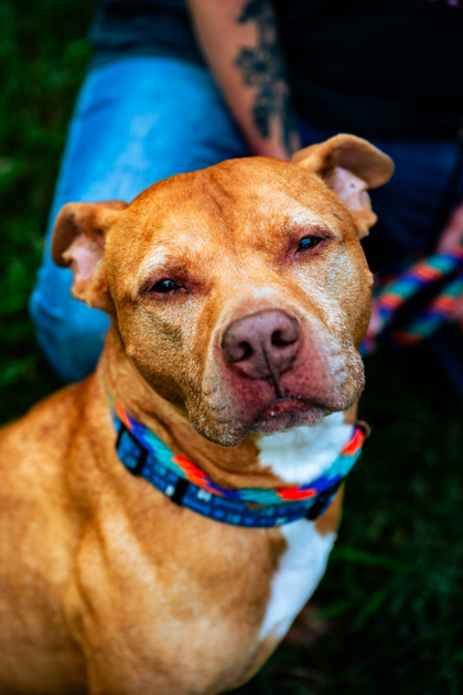 Learn More About Leo (in Foster) Photo of Leo (in foster)