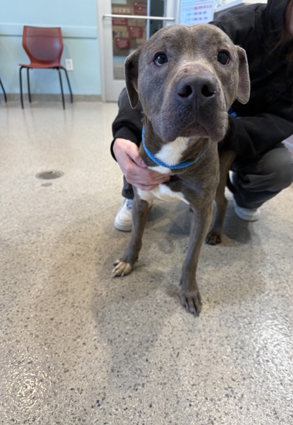 View Bubba the Dog Photo #1