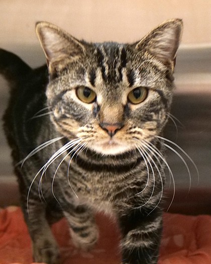 Learn More About Juliette