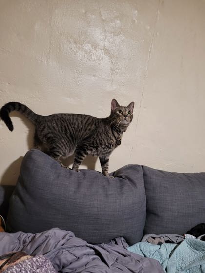 View Ethan the Cat Photo #3