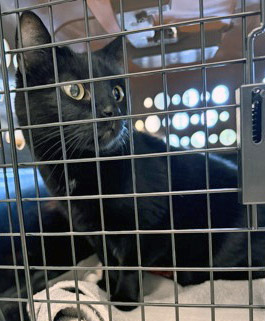View Molly the Cat Photo #3