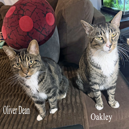 View Oakley (bonded To Oliver Dean)(in Foster) the Cat Photo #2