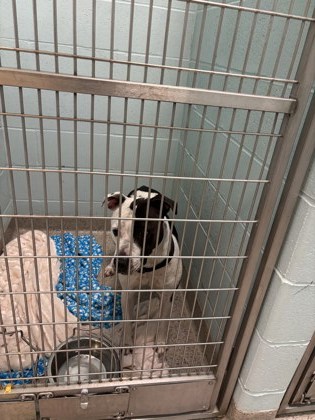 View Dolphin the Dog Photo #1