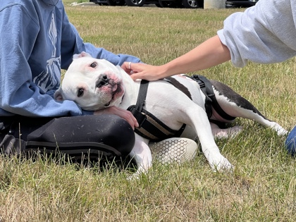 View Chyna the Dog Photo #2