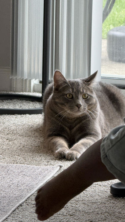 Cat