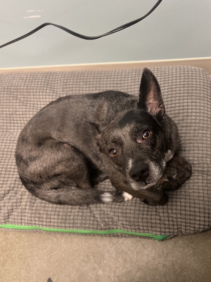 View Rizzo (In Foster) the Dog Photo #2