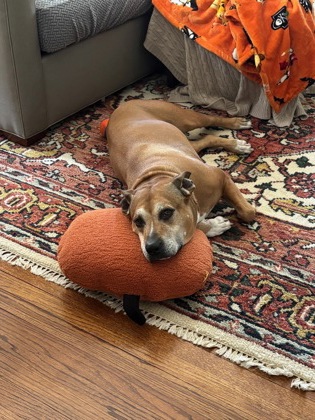 View Jasmine (in Foster) the Dog Photo #1