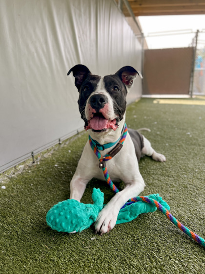 View Chuck (in Foster) the Dog Photo #2